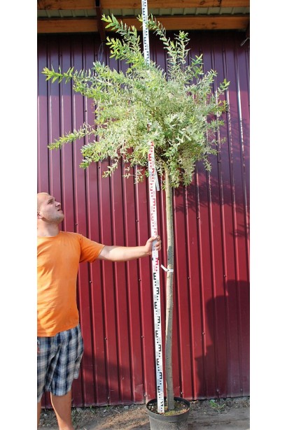 Ива цельнолистная японская Хакуро-Нишики на штамбе - вис.2,1-2,2м/шт.1,8м/обх.ст.5-8/Ø55-65см